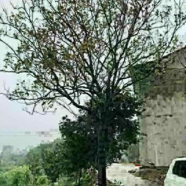 栾树