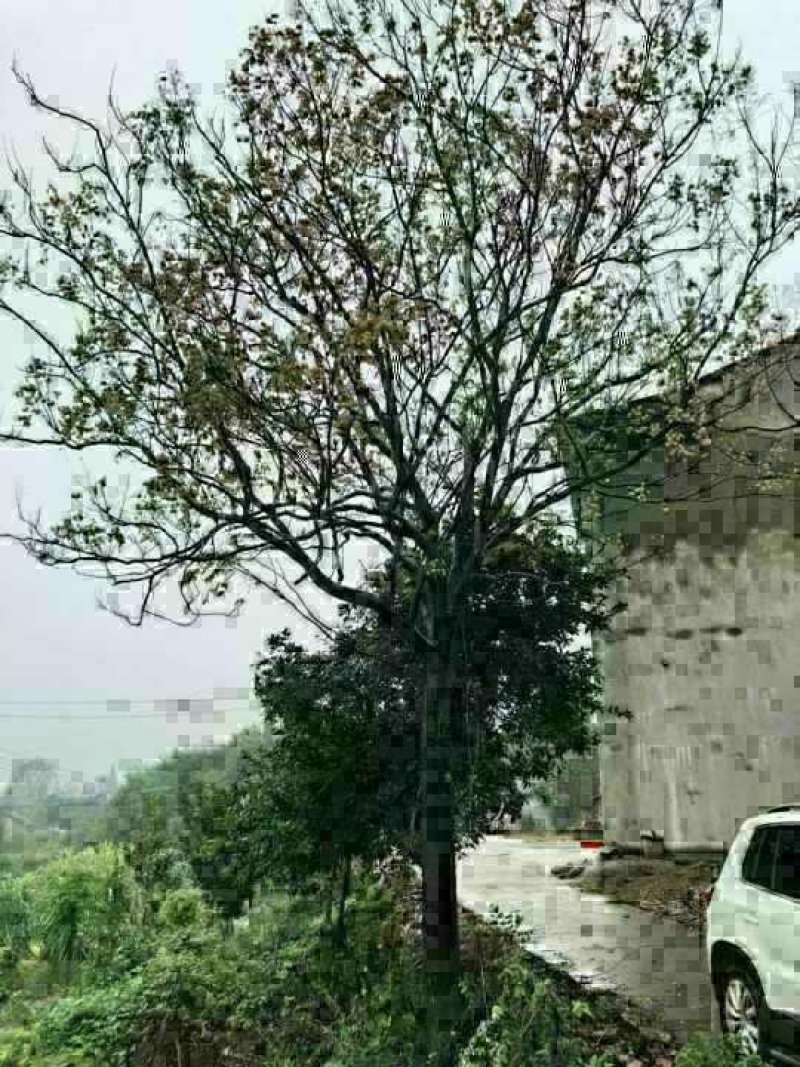 栾树