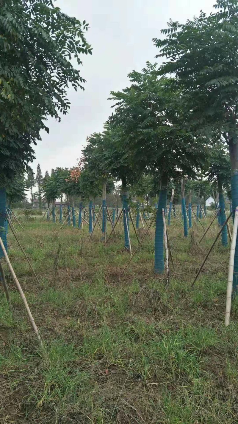 栾树