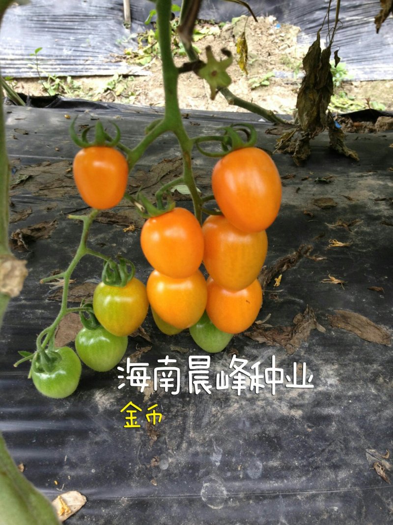黄色圣女果种子