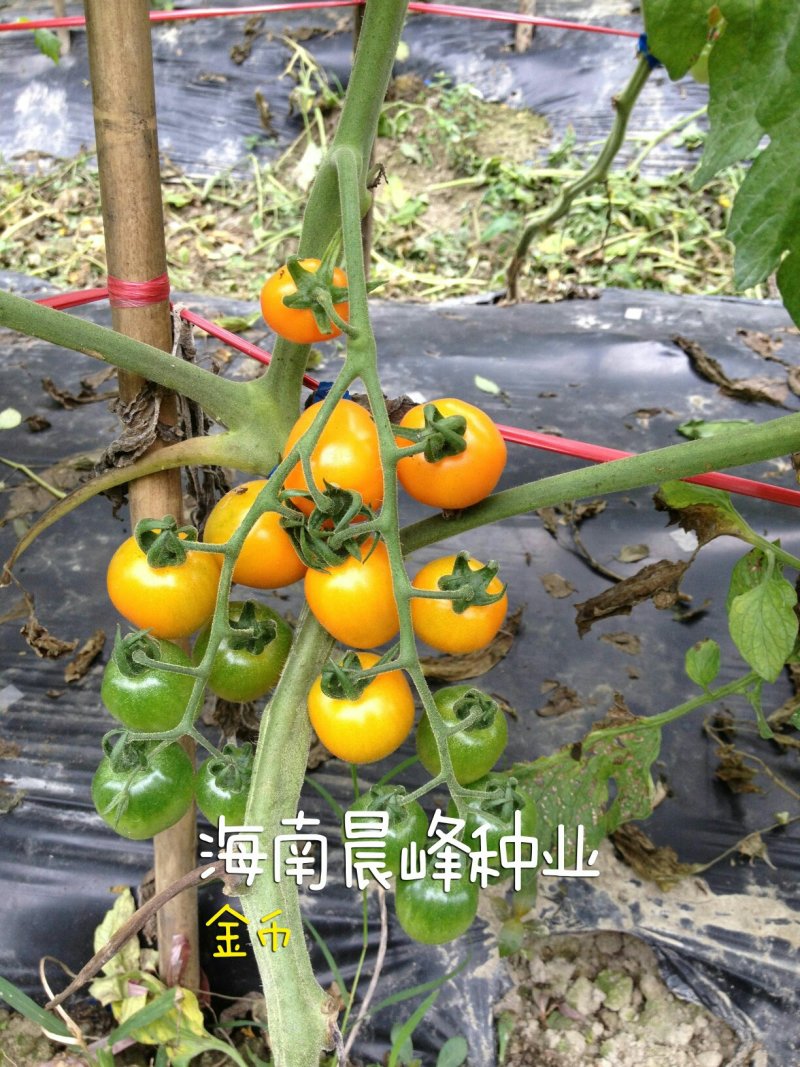 黄色圣女果种子