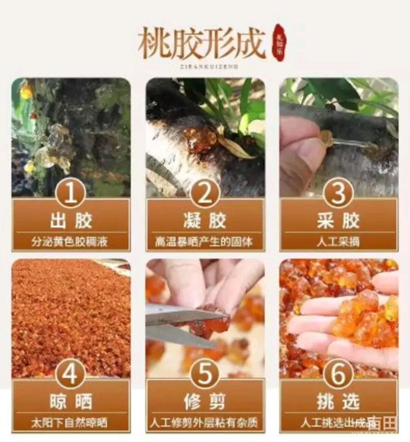 桃胶湖北随州产地直发包邮各种规格都有多少都可以发货