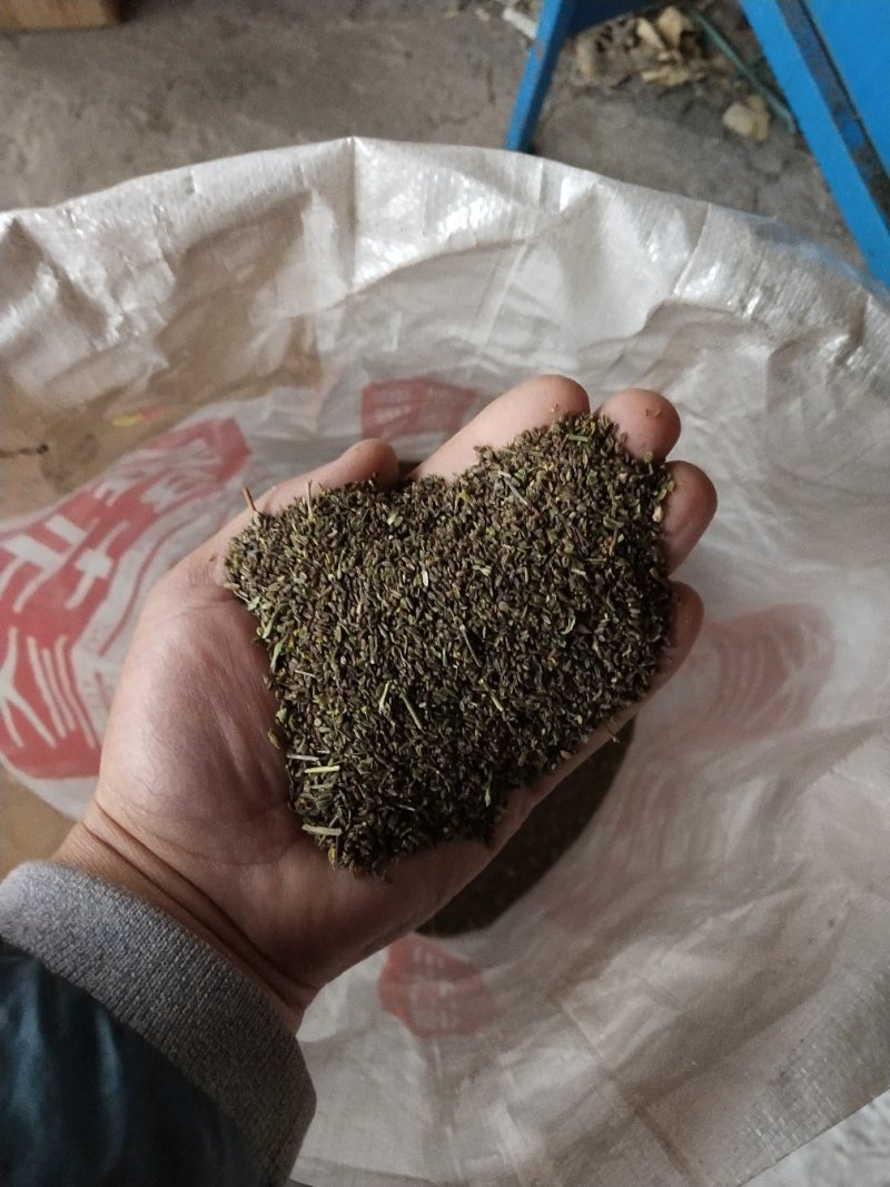 柴胡种子