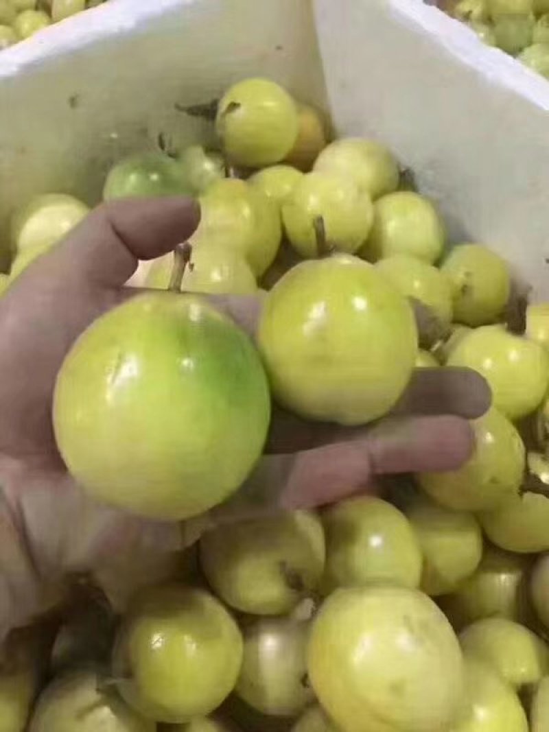 黄金百香果