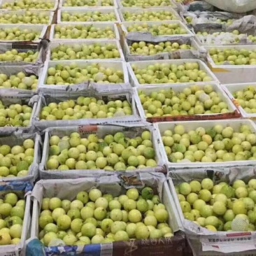 黄金百香果