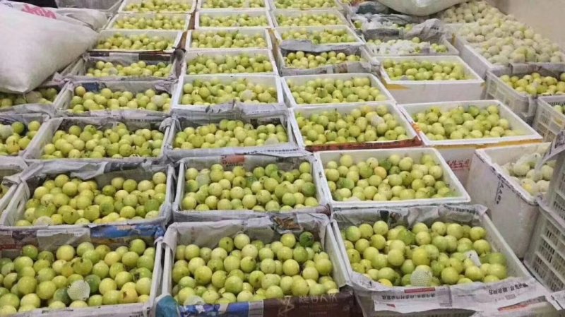 黄金百香果