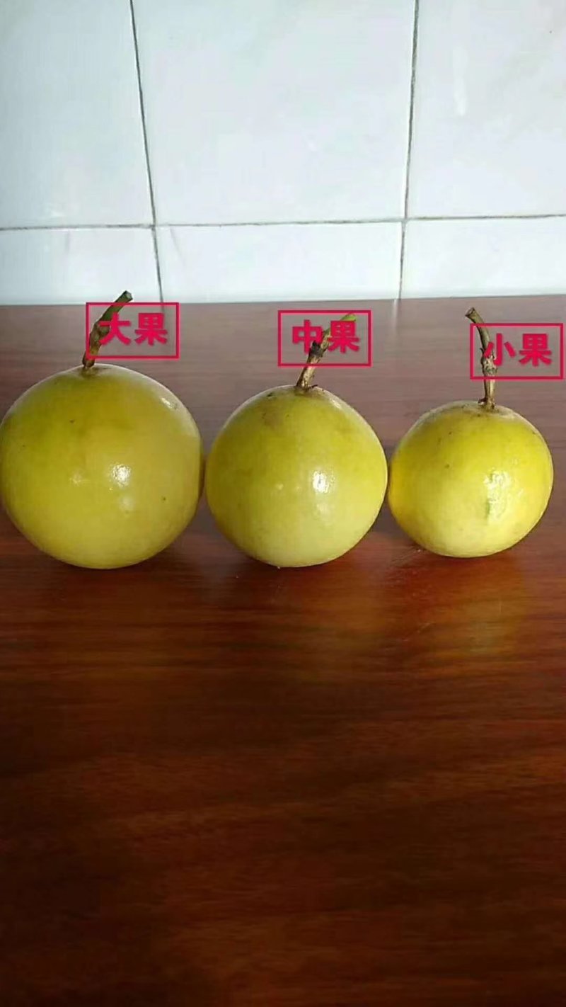 黄金百香果