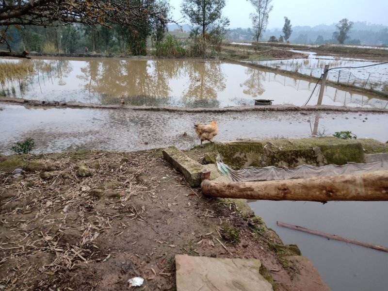 土鸡蛋