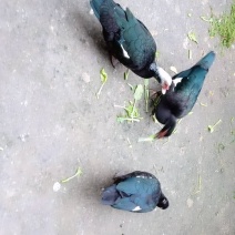 麝香鸭蛋
