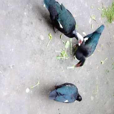 麝香鸭蛋