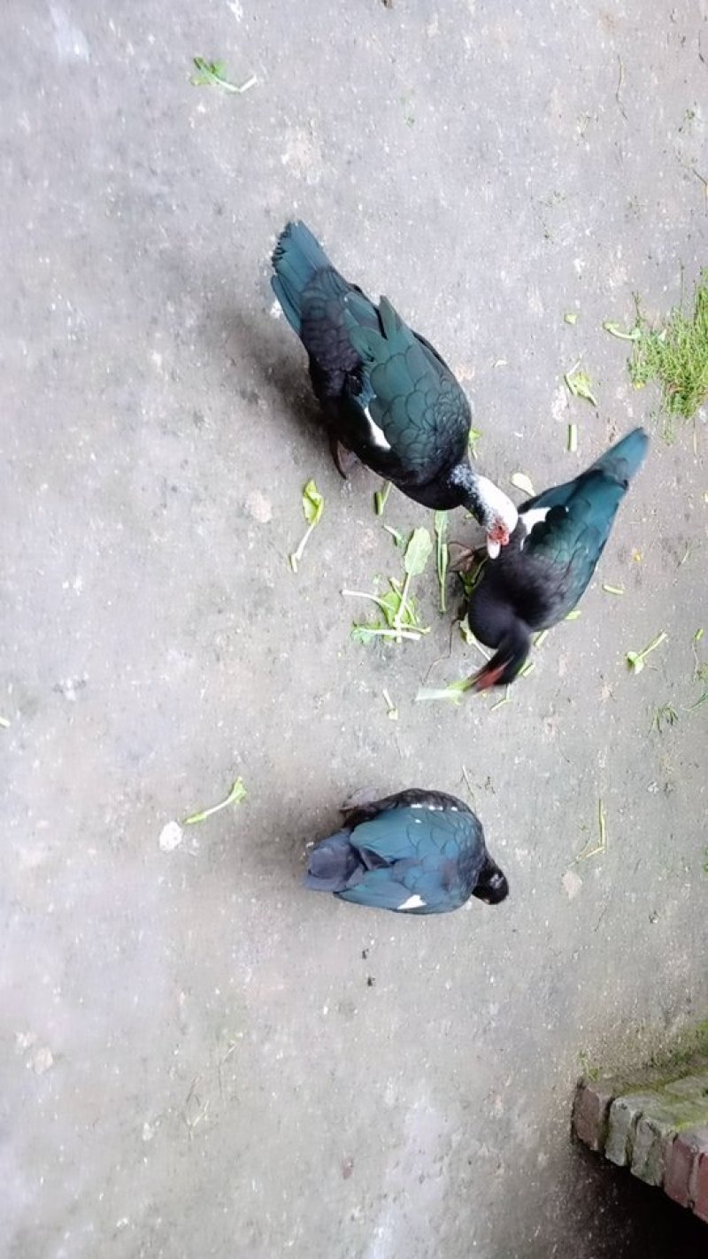 麝香鸭蛋