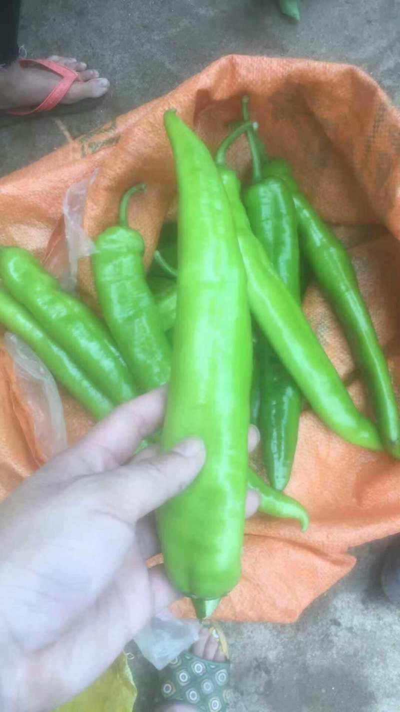 大尖椒
