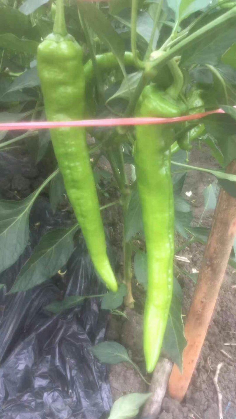 大尖椒