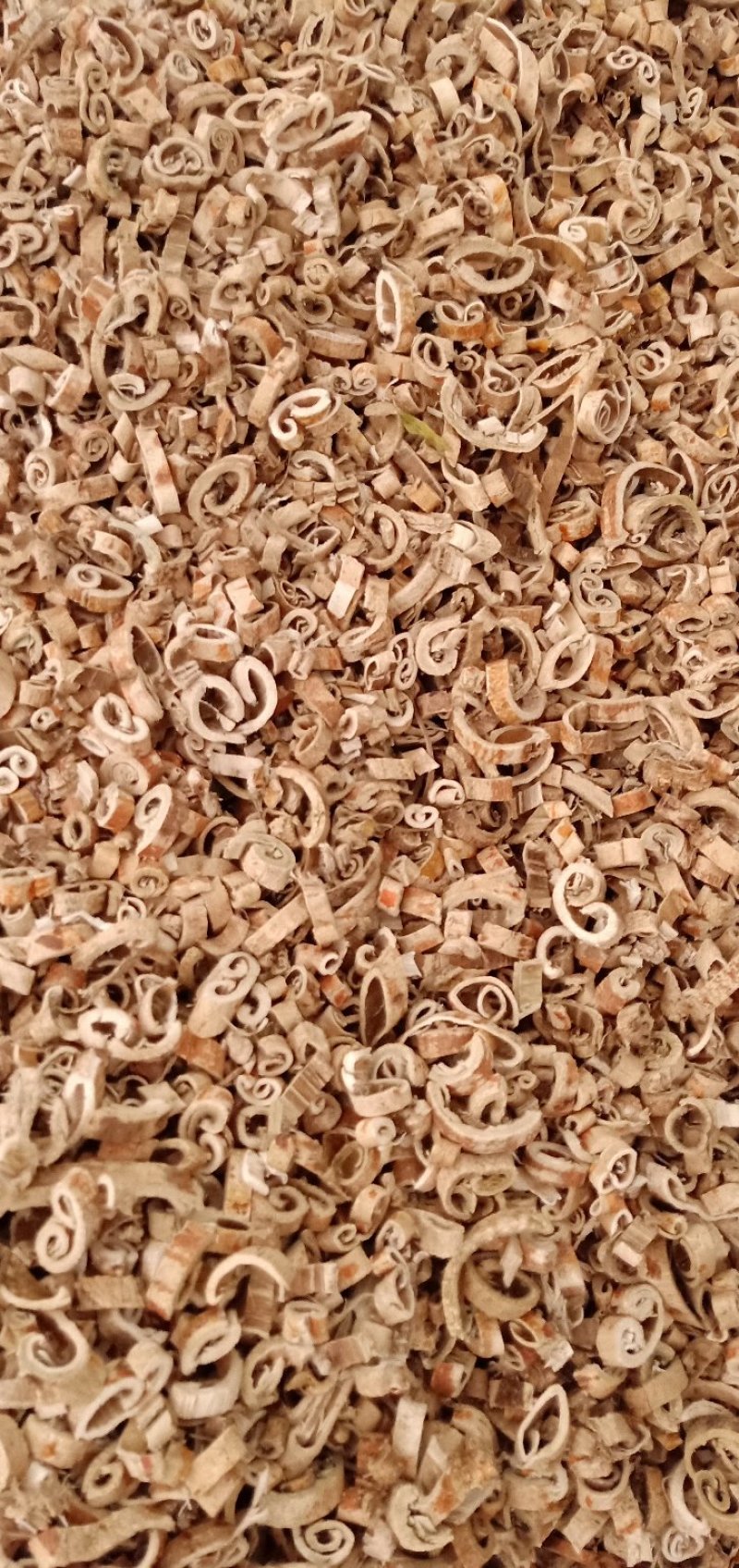 桑白皮
