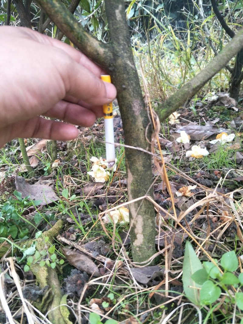 老茶树