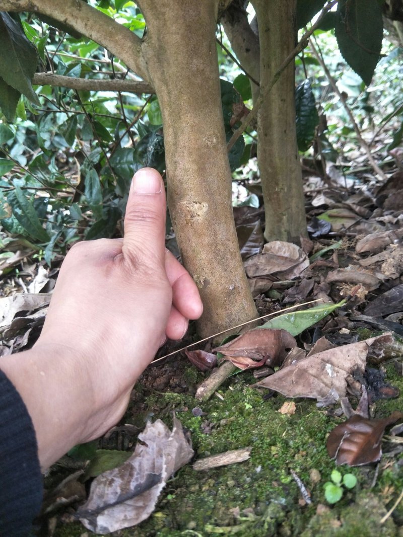 老茶树