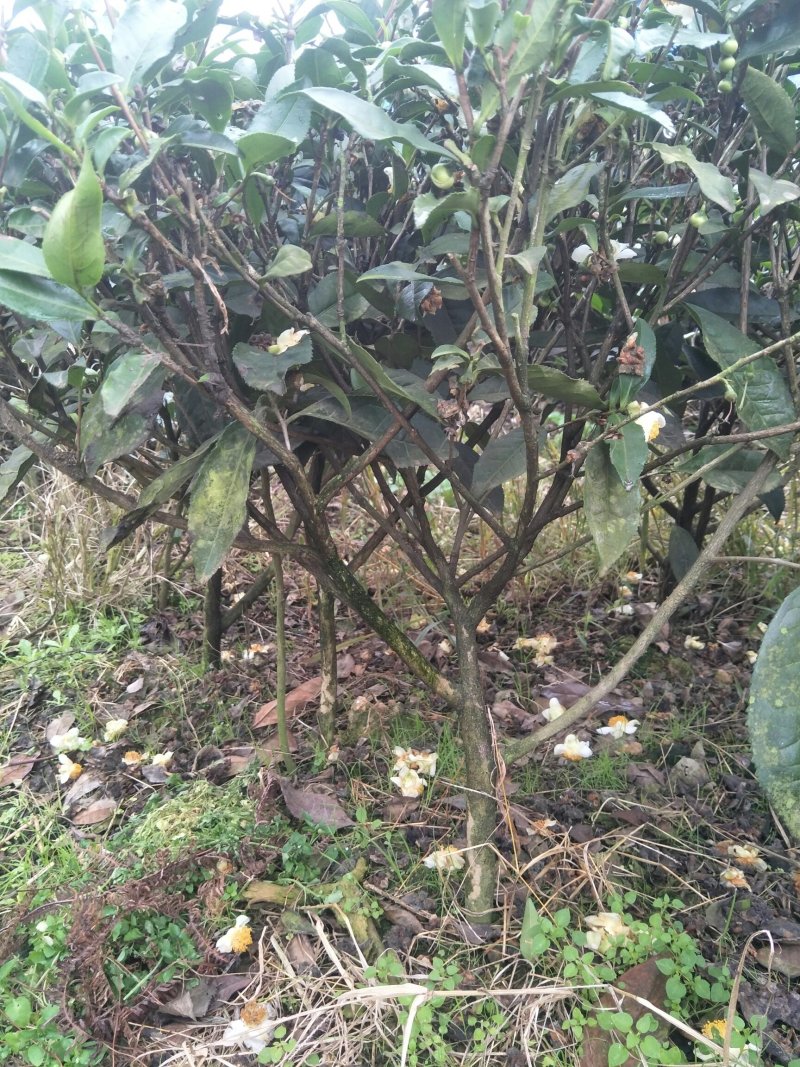 老茶树