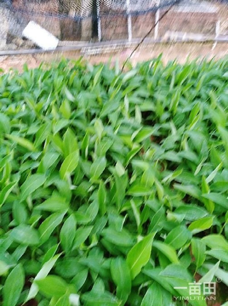 粉蕉苗，西贡蕉苗金粉一号