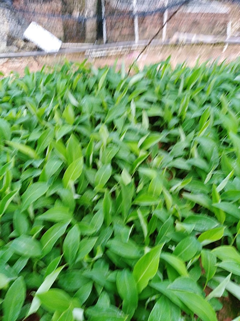 粉蕉苗，西贡蕉苗金粉一号