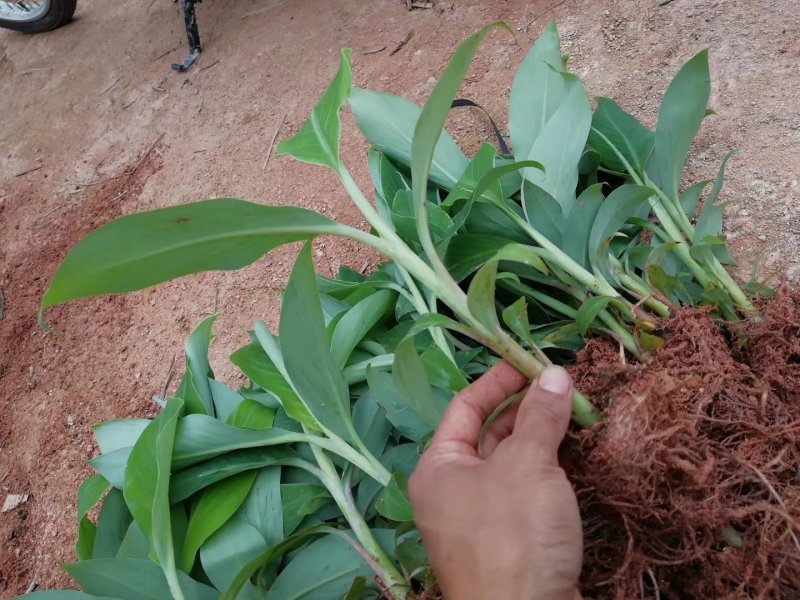 粉蕉苗，西贡蕉苗金粉一号