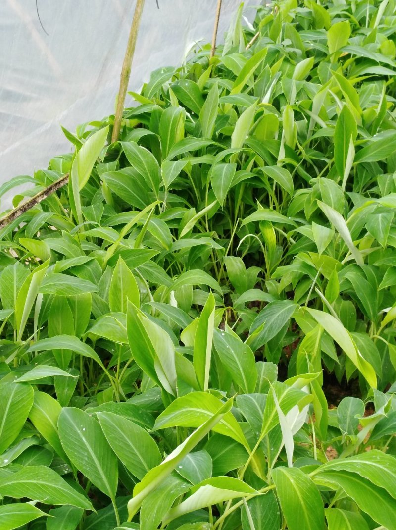 粉蕉苗，西贡蕉苗金粉一号