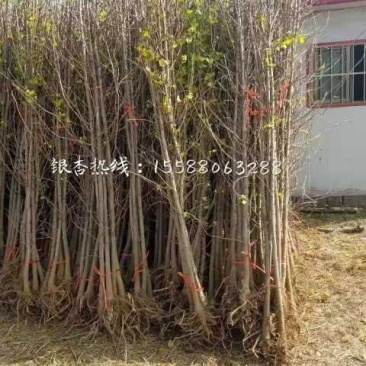 2公分银杏苗