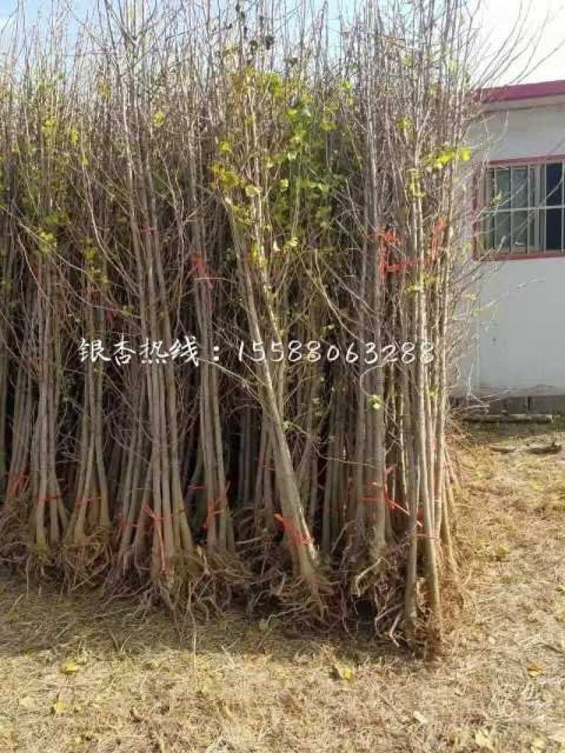 2公分银杏苗