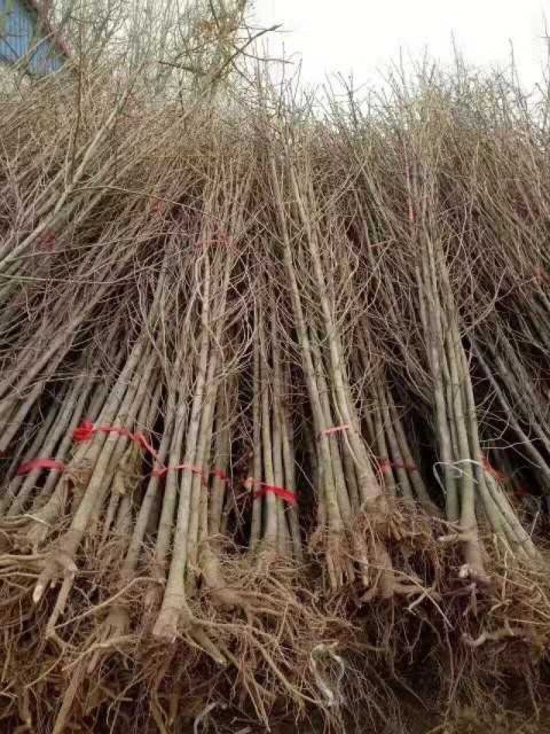 2公分银杏苗