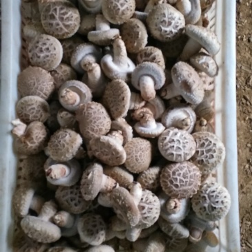 精品大花菇