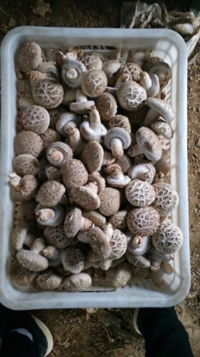 精品大花菇