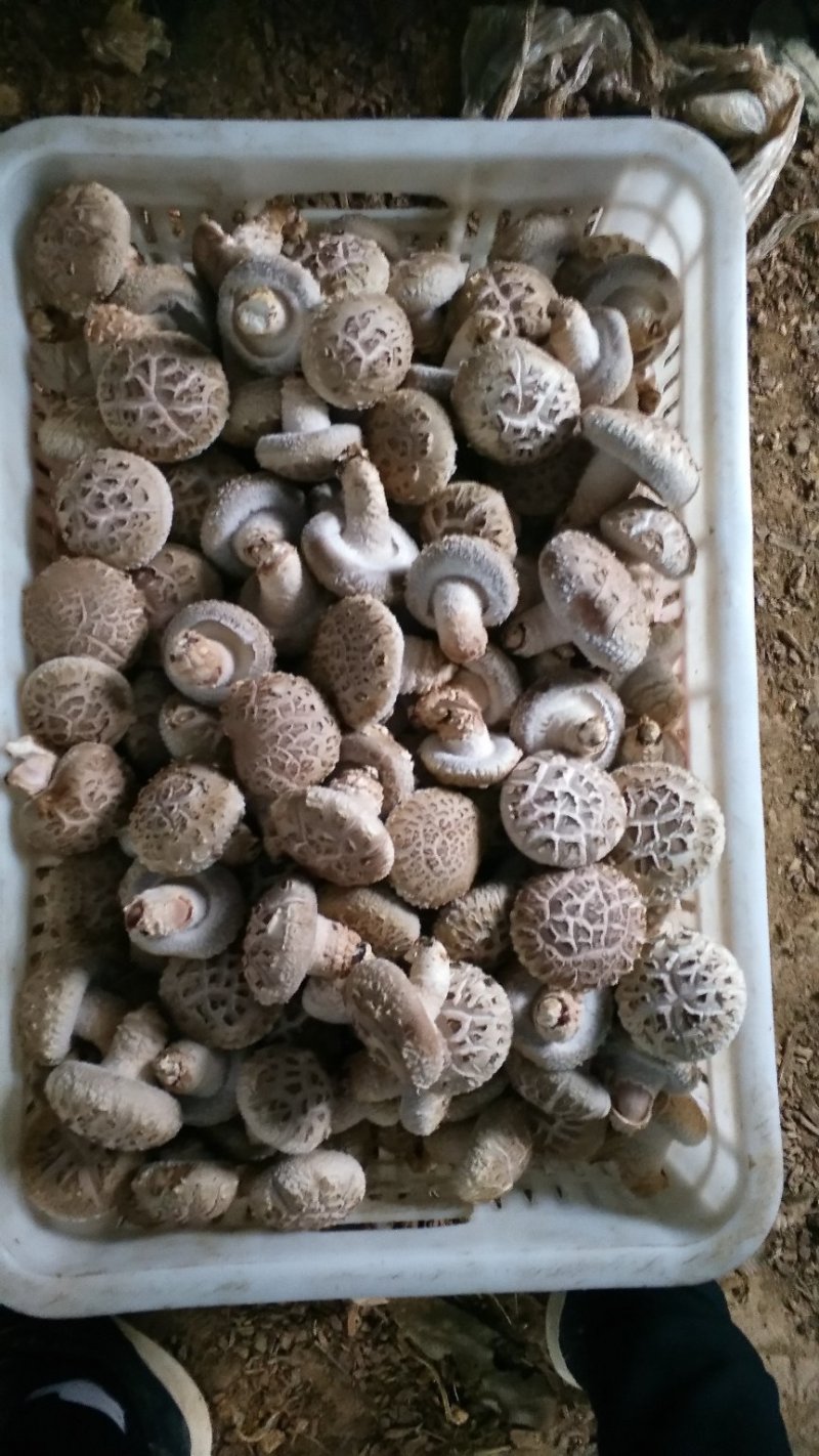 精品大花菇