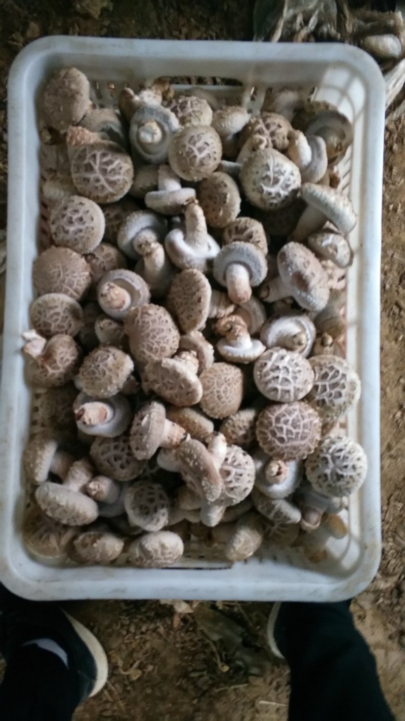 精品大花菇