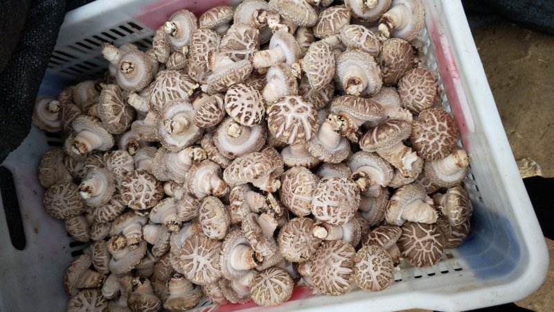 精品大花菇