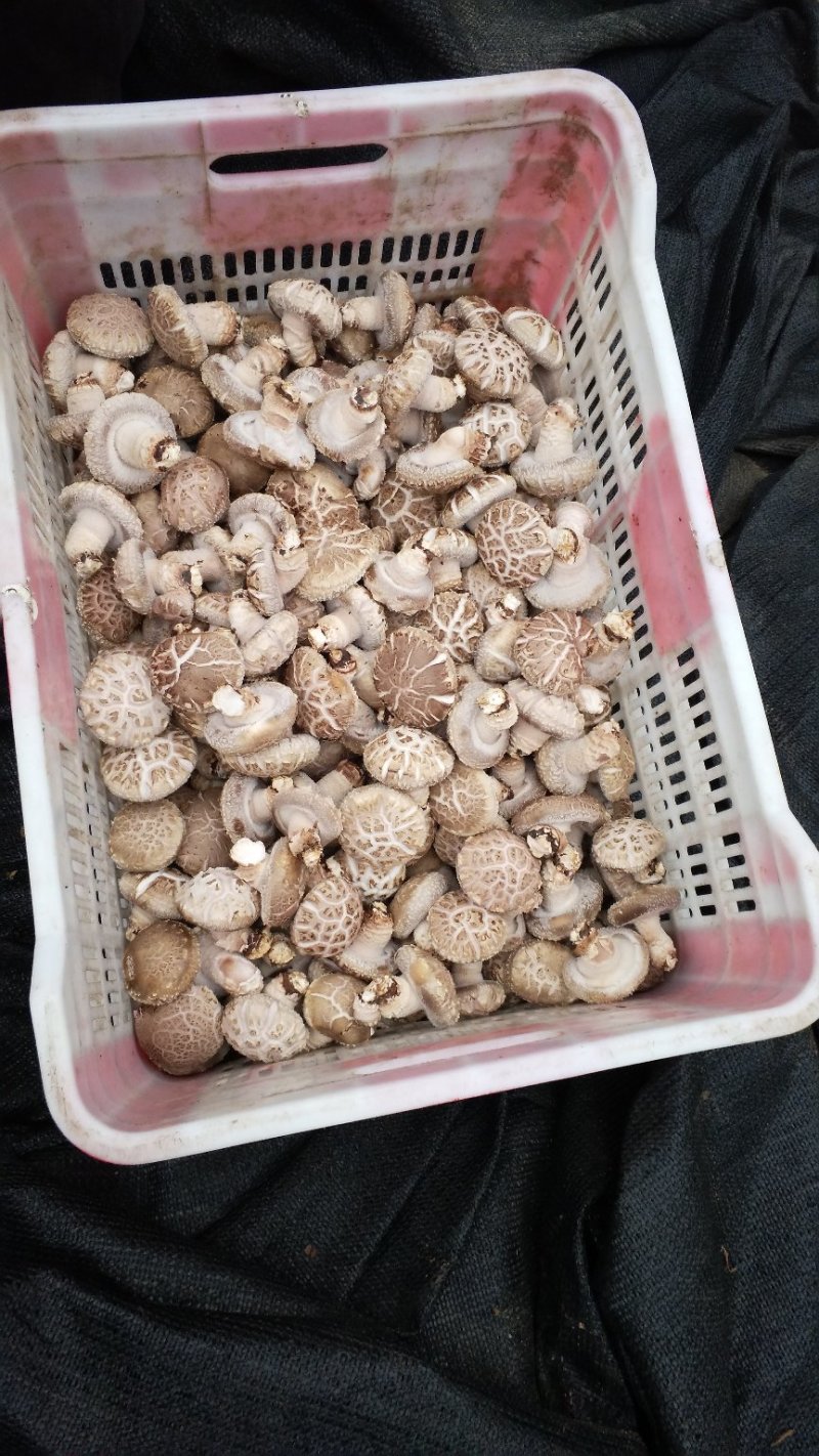 精品大花菇