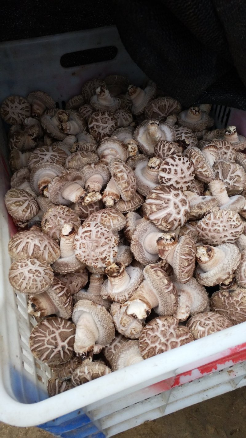精品大花菇
