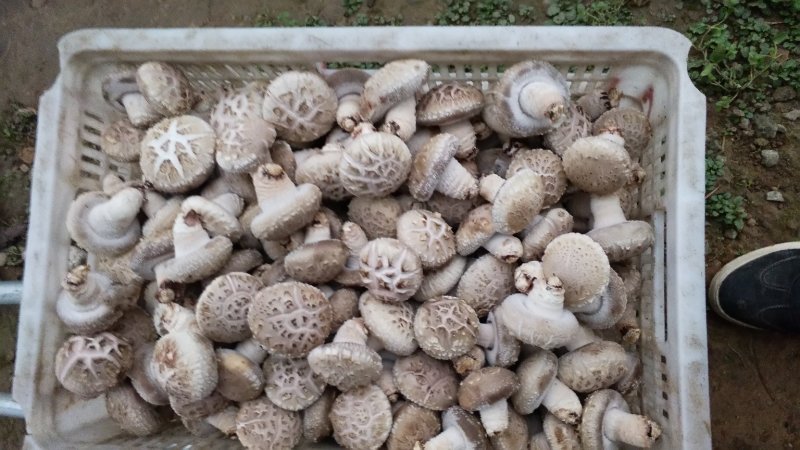 精品大花菇