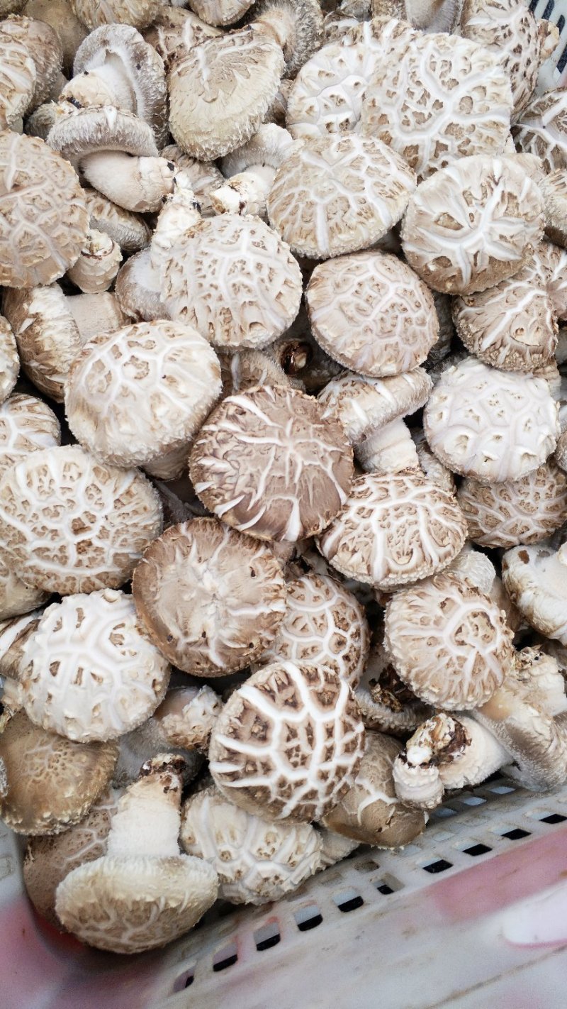 精品大花菇