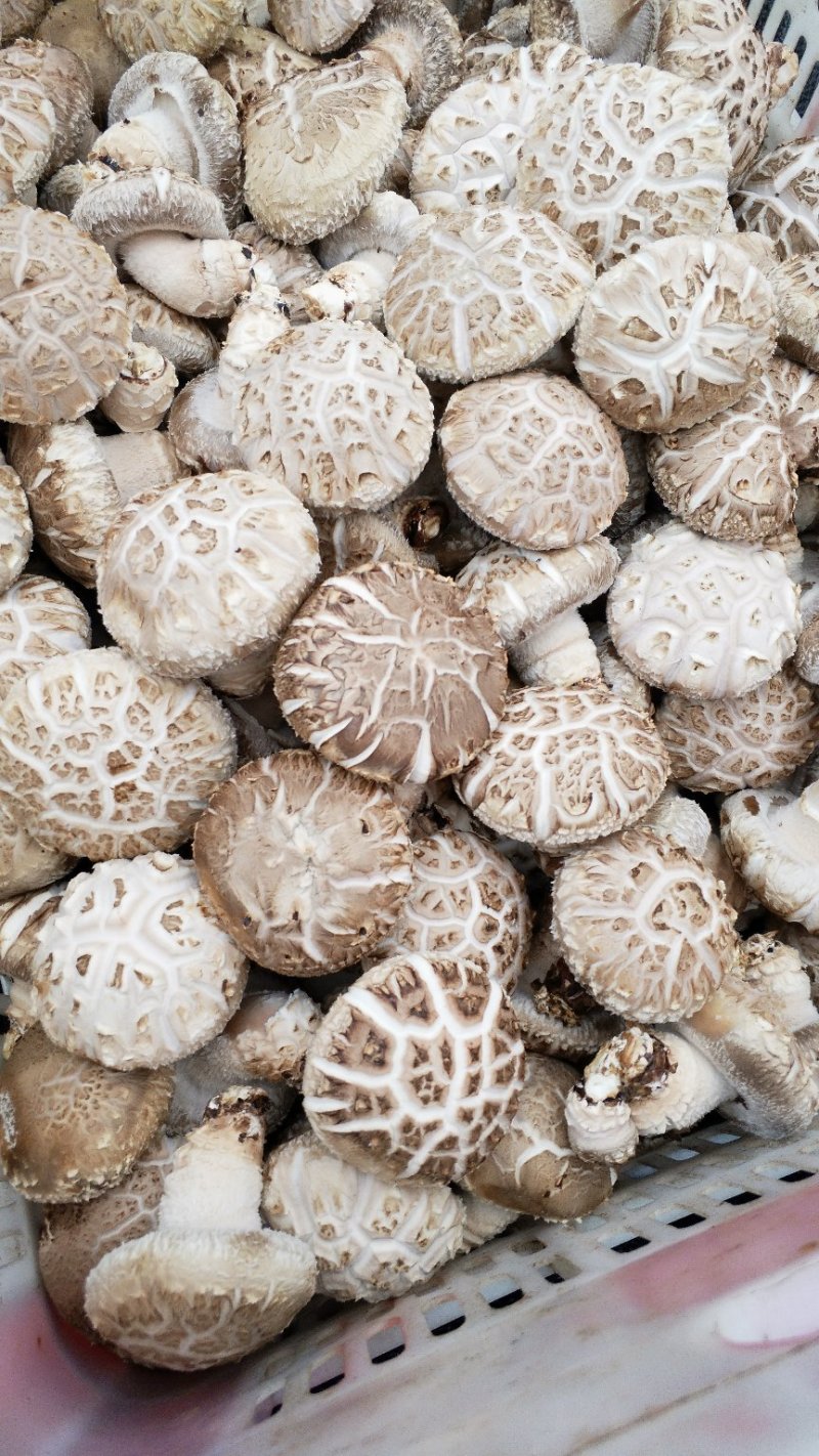 精品大花菇