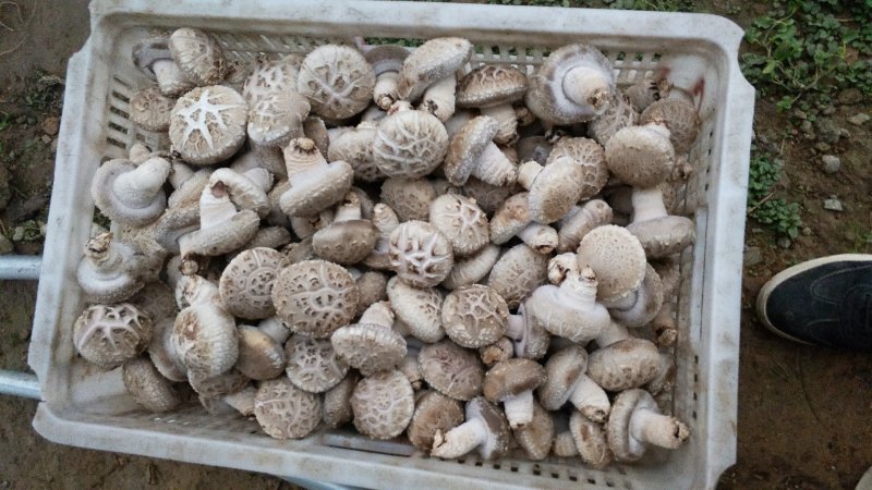 精品大花菇