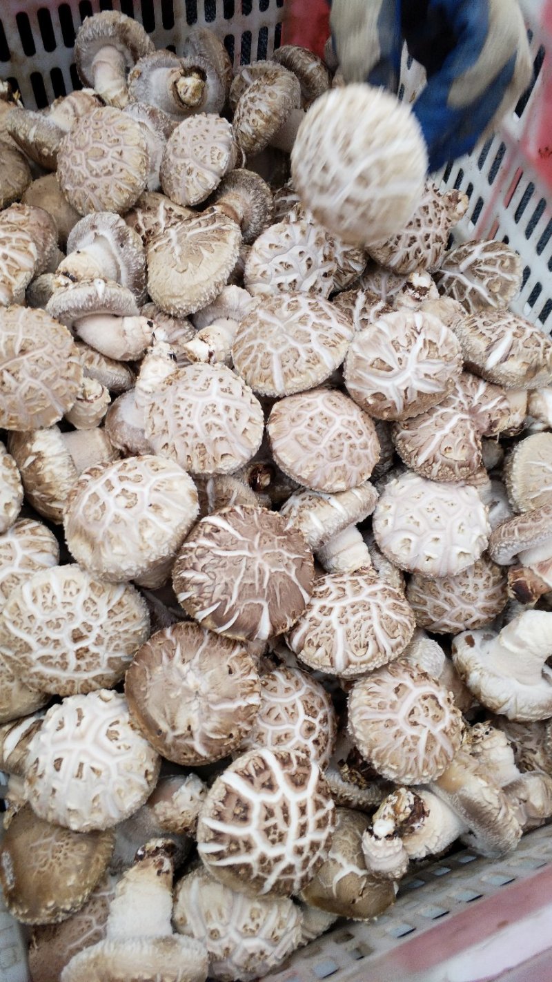 精品大花菇
