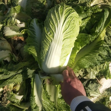 白菜玉田货！在走货中！交通方便快捷！毛菜净菜均可