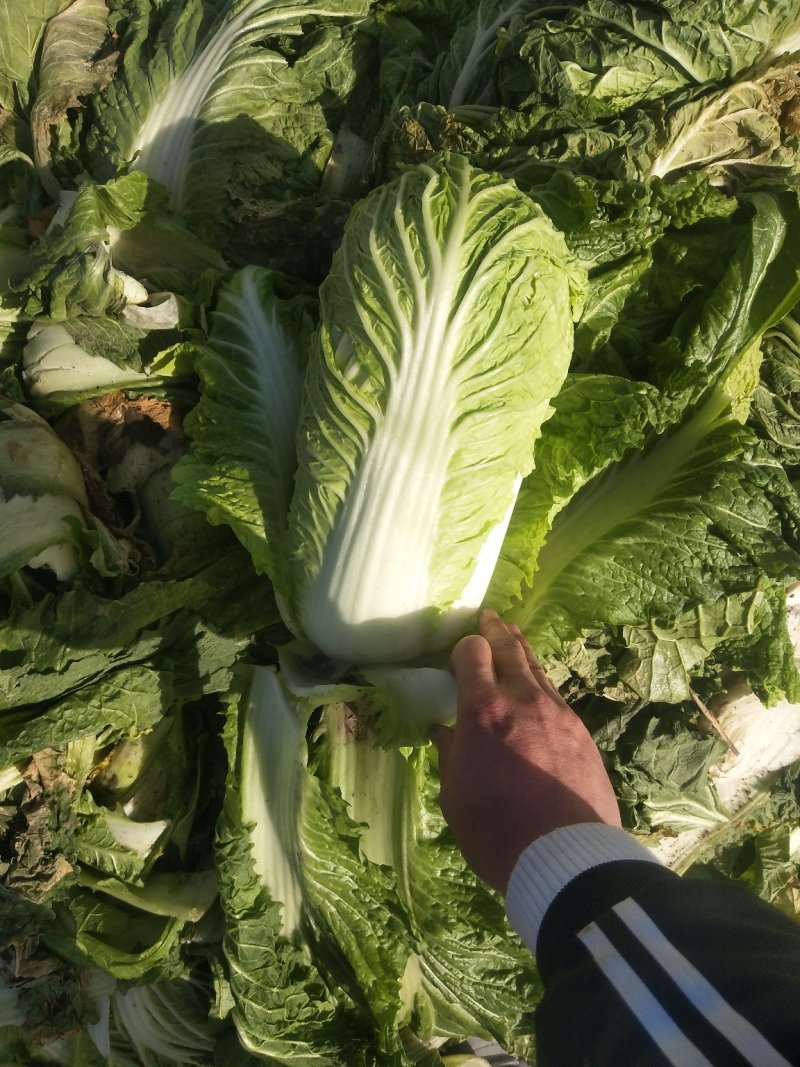 白菜玉田货！在走货中！交通方便快捷！毛菜净菜均可