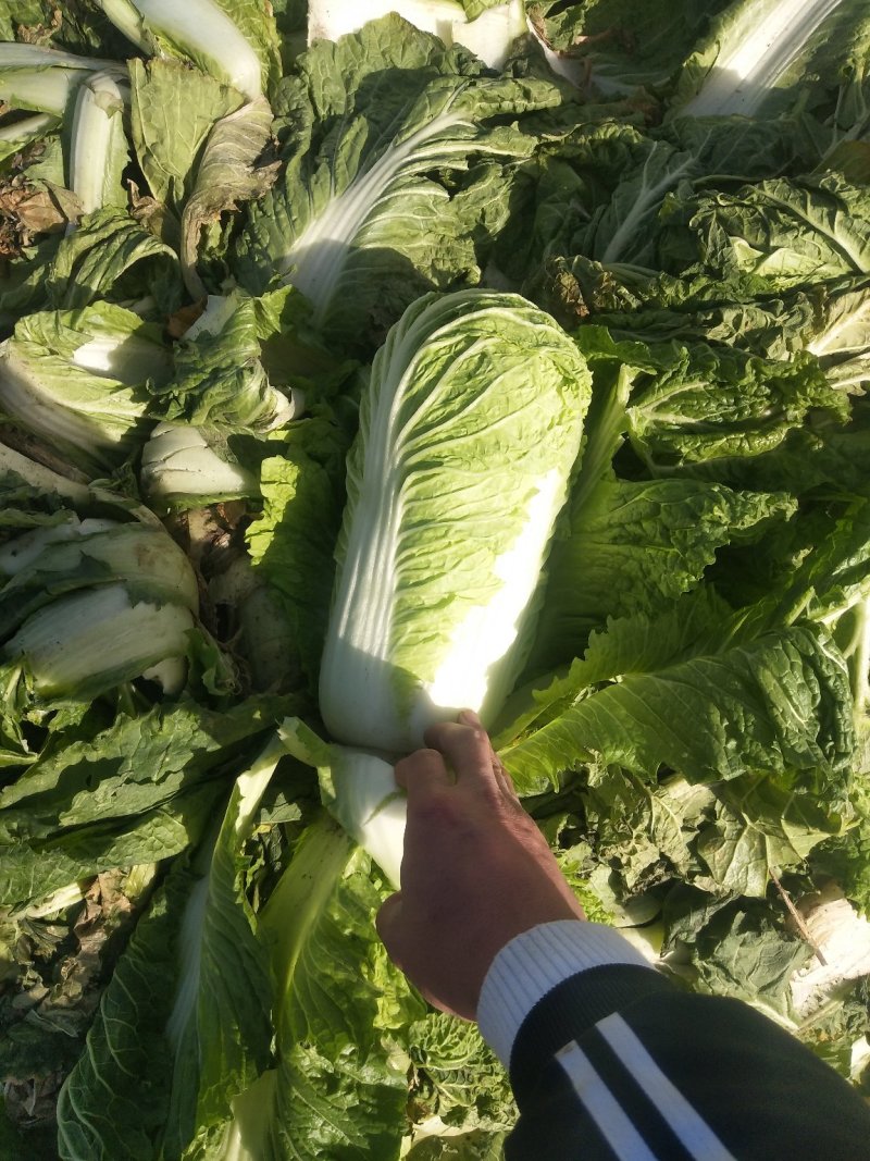 白菜玉田货！在走货中！交通方便快捷！毛菜净菜均可