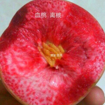 血桃树苗5月尾成熟，果肉血红，肉质脆甜，离核多汁