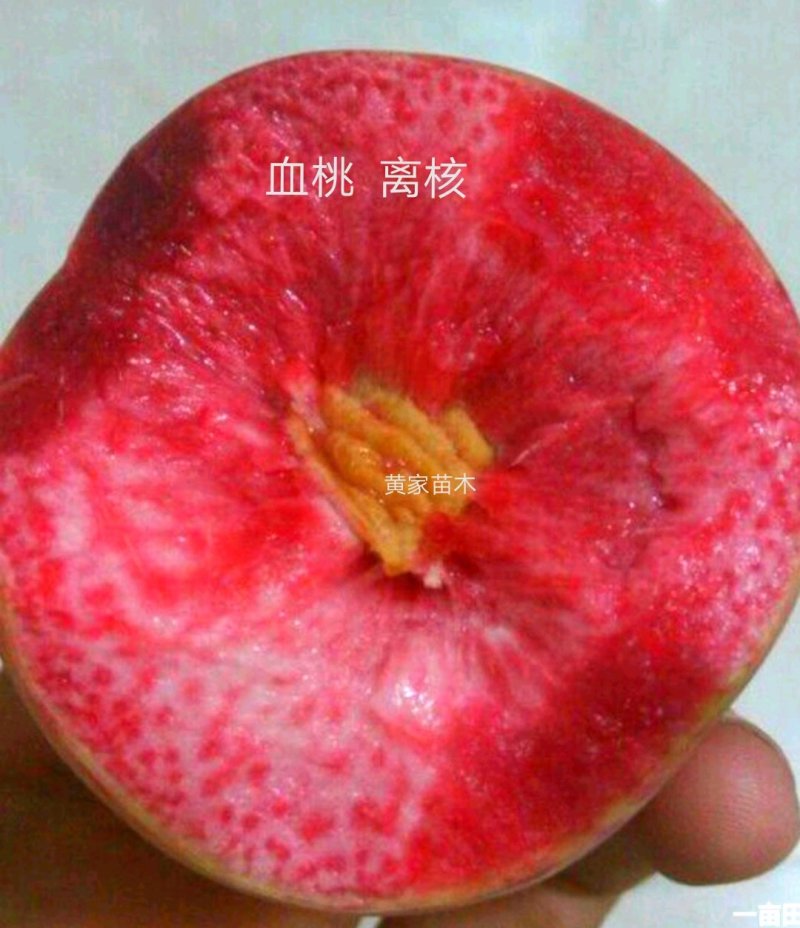 血桃树苗5月尾成熟，果肉血红，肉质脆甜，离核多汁