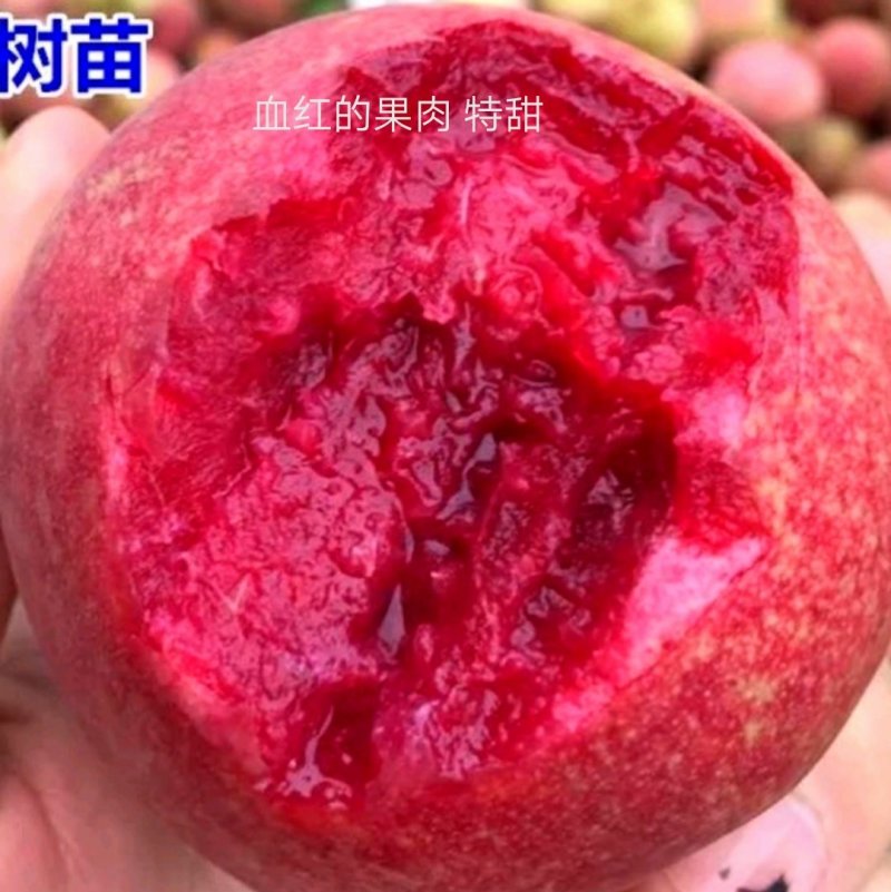 血桃树苗5月尾成熟，果肉血红，肉质脆甜，离核多汁