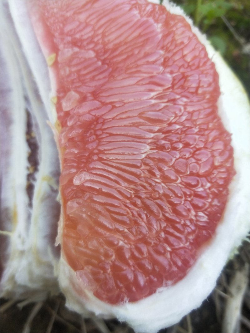 福建宁德霞浦正宗蜜柚，果型端正，皮薄肉厚，清甜多汁