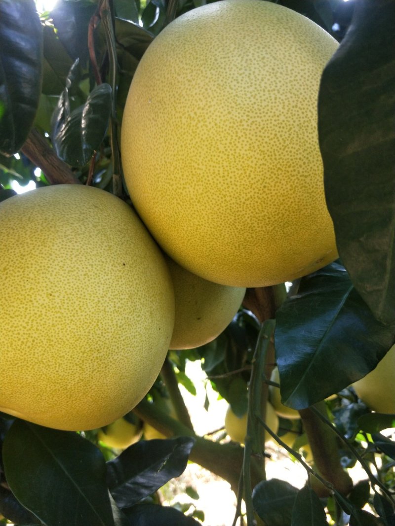 福建宁德霞浦正宗蜜柚，果型端正，皮薄肉厚，清甜多汁