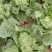 青杂三号白菜4~6斤净菜
