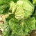 青杂三号白菜4~6斤净菜